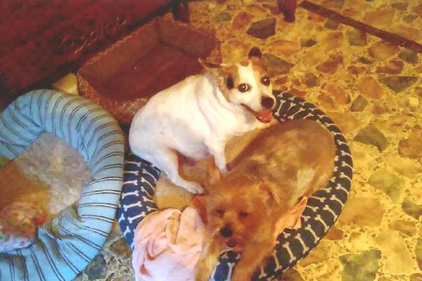 /Images/uploads/Animal Control  Welfare Project/PrettiestPetContest/entries/6049thumb.jpg